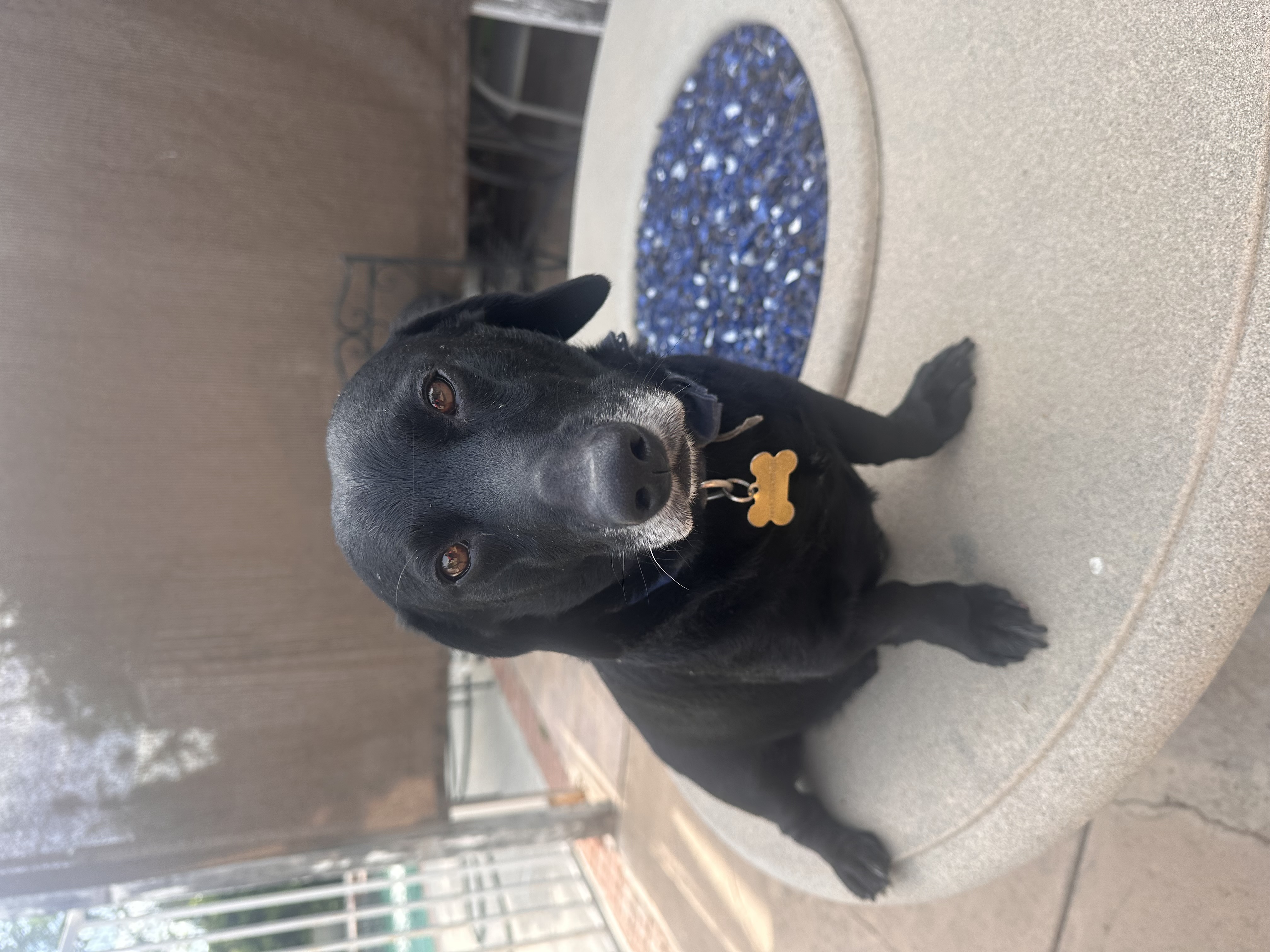 The original photo as uploaded: a black dog sitting on a patio table beside a fire pit.